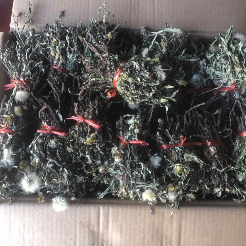 水洗蒲公英，带根，装箱子，可以看东西怎么样