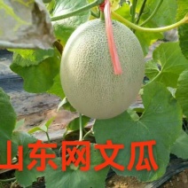 山东莘县鲁厚甜网纹瓜，，可出口，质量保证诚信经营