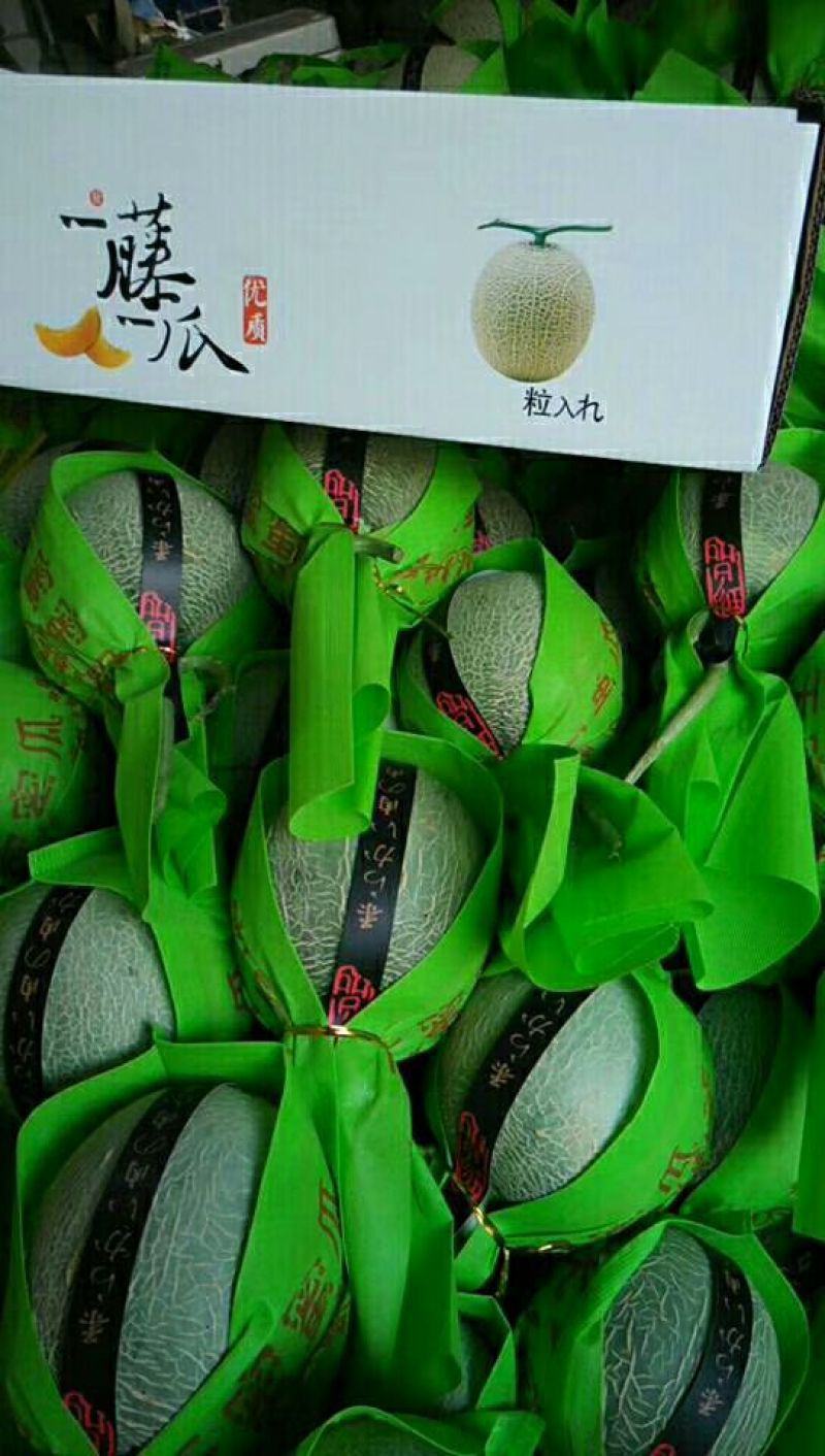 山东莘县鲁厚甜网纹瓜，，可出口，质量保证诚信经营