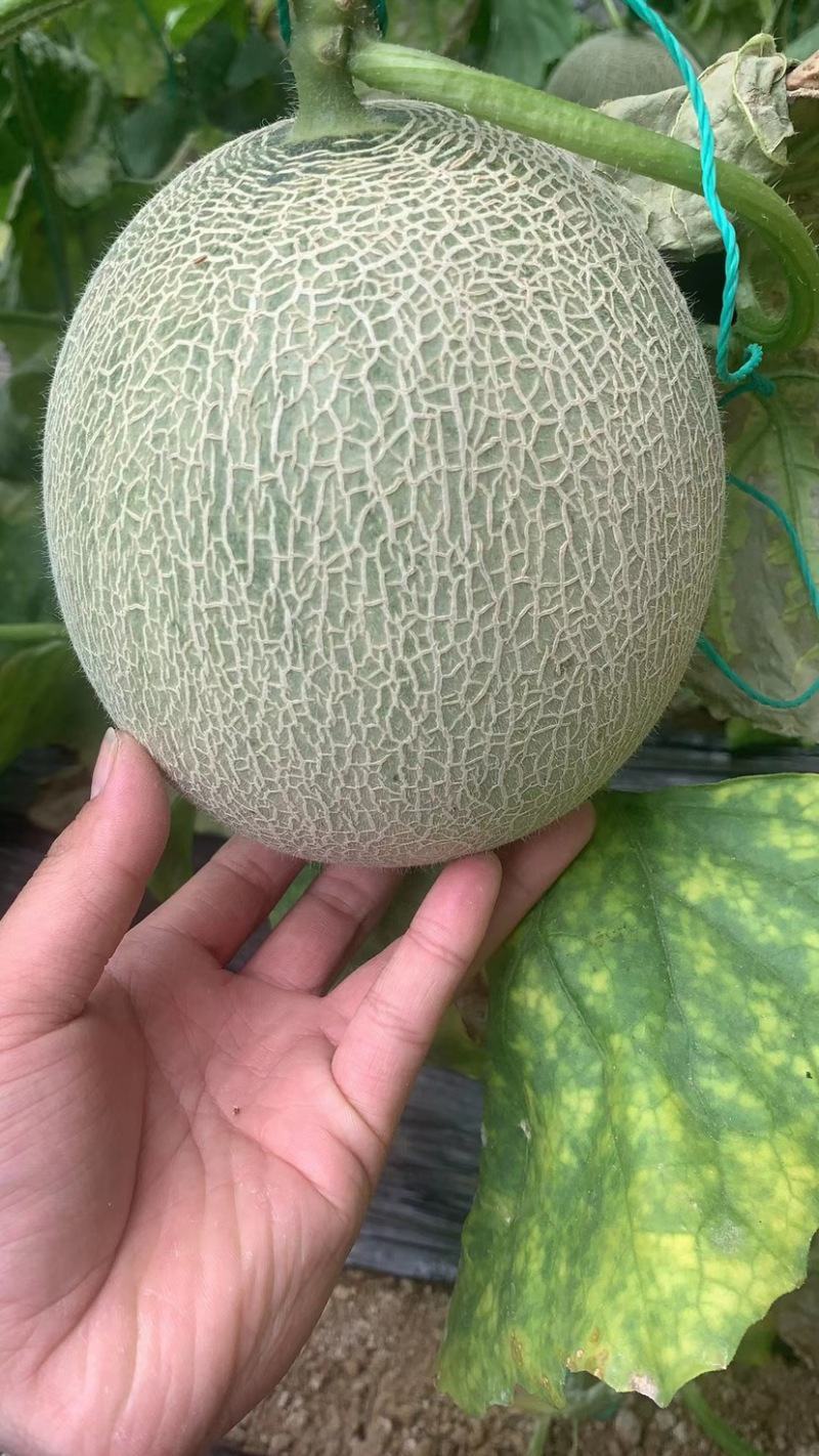 山东莘县鲁厚甜网纹瓜，，可出口，质量保证诚信经营
