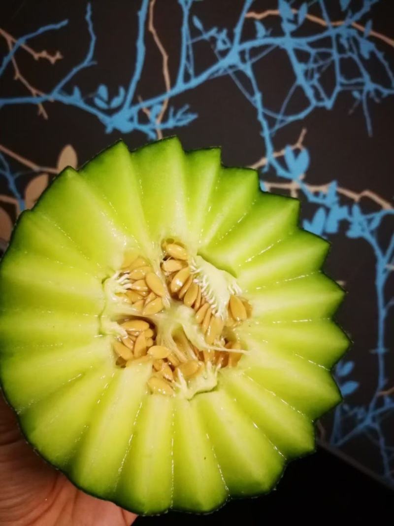 山东莘县鲁厚甜网纹瓜，，可出口，质量保证诚信经营
