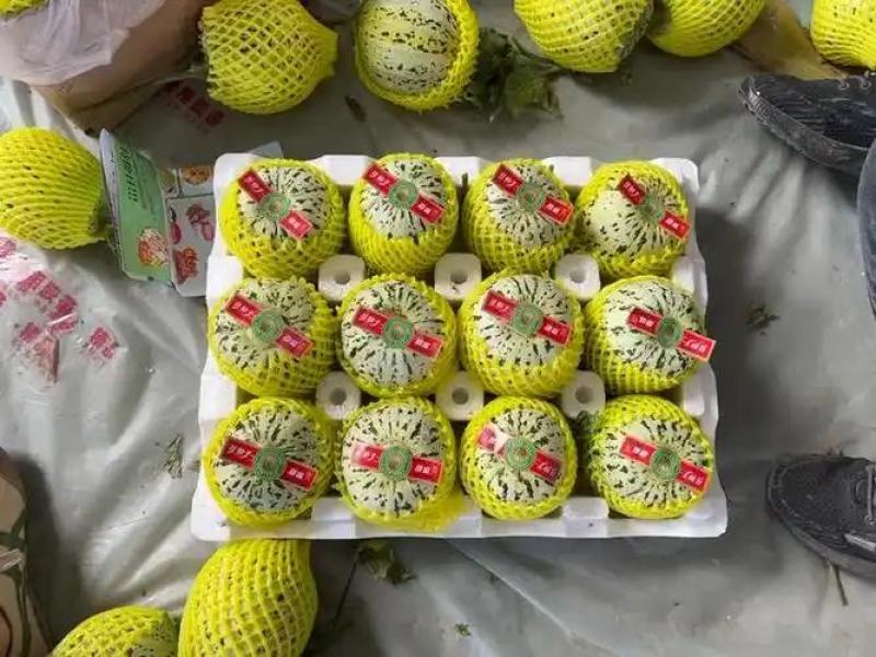 花美人甜瓜山东莘县产区量大，质量保证，口感好
