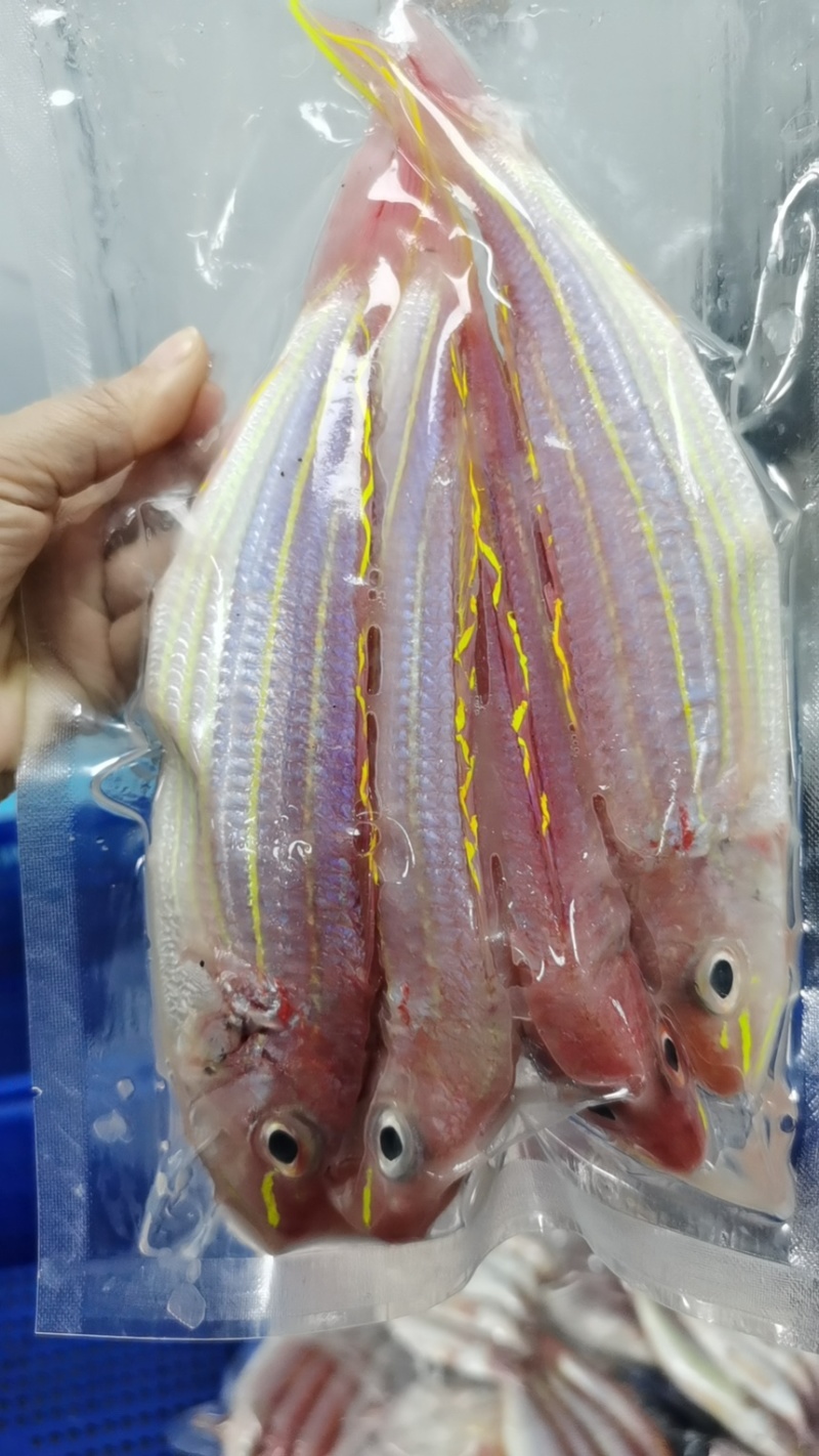 新鲜金线鱼4条斤99元包邮