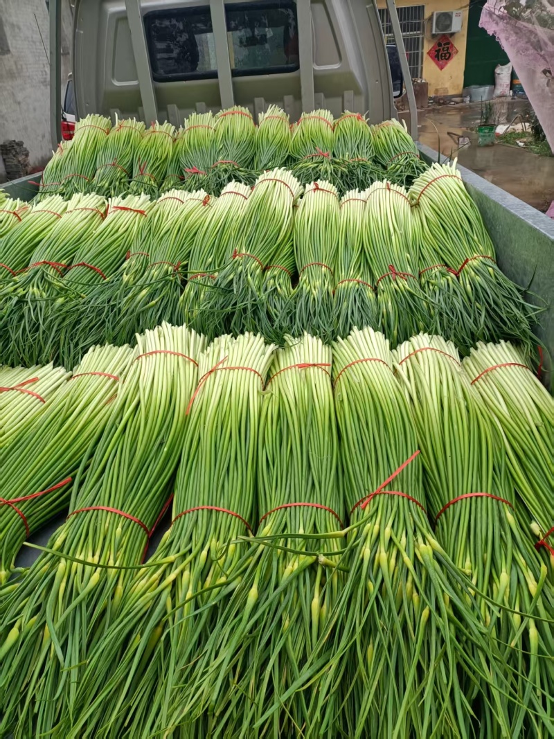 亳州蒜薹，不泡水干台子，千亩良田货源充足，欢迎联系选购