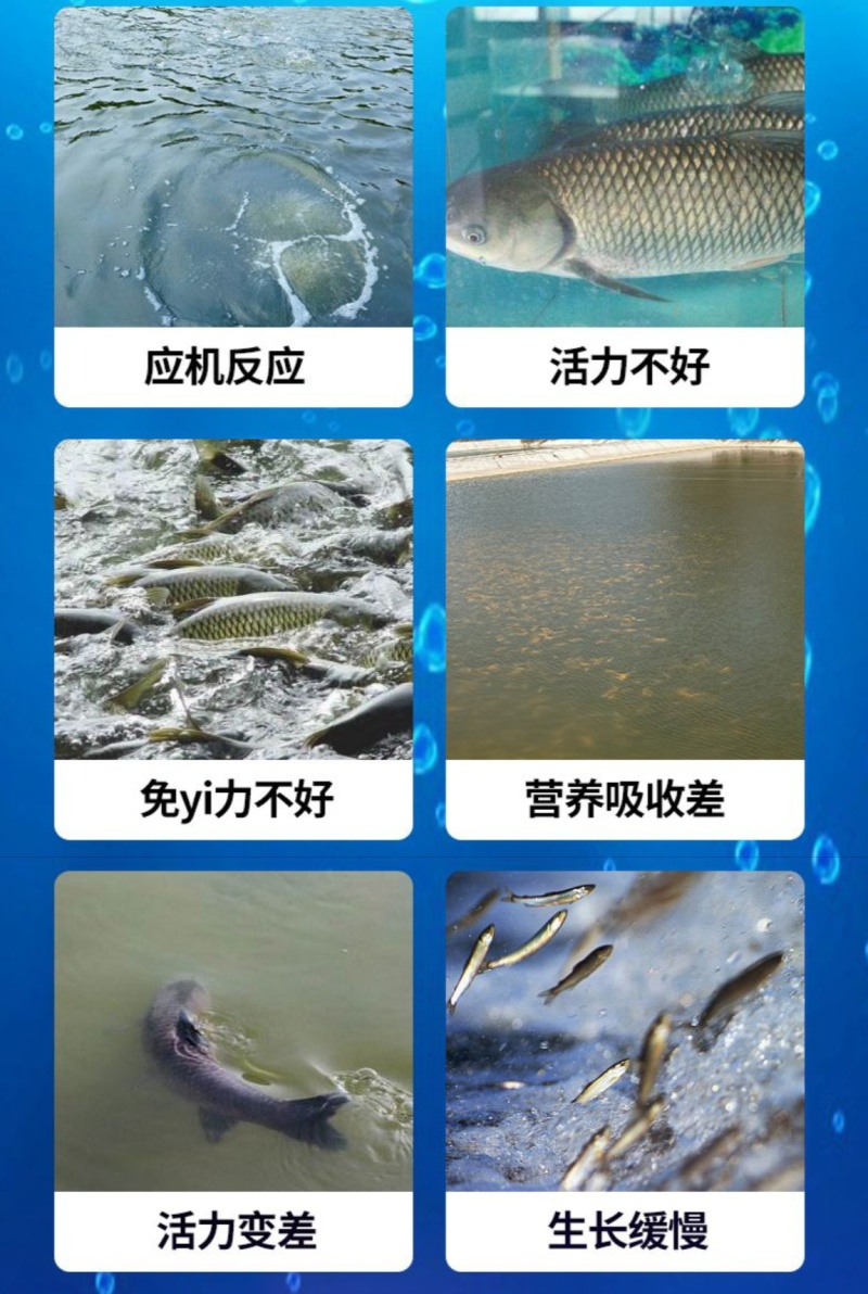 水产高效多维VCVB多种维生素抗应激鱼虾蟹促生长提高免疫