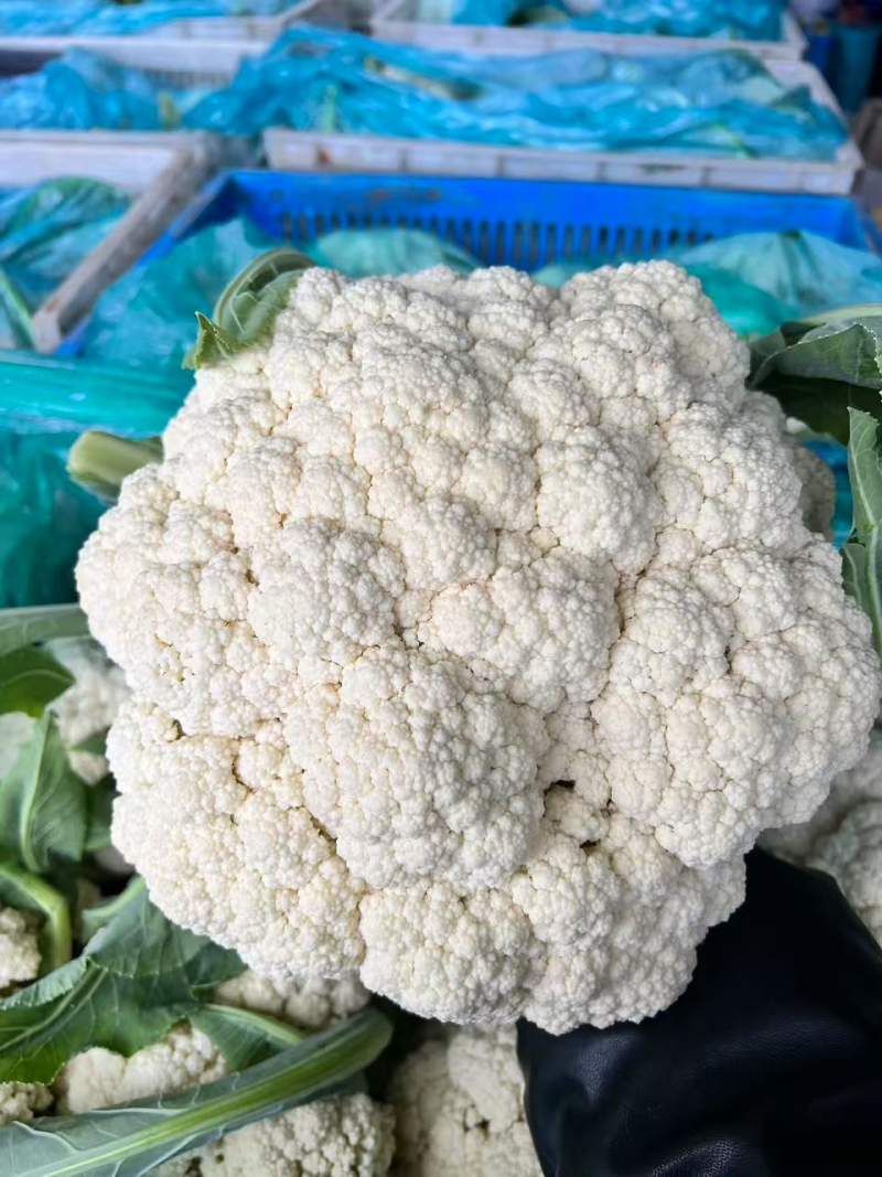松花菜菜花山东临沂松花菜品质保证对接全国商超市场