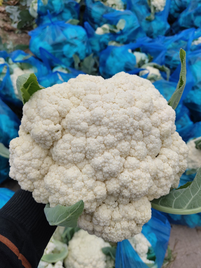 松花菜菜花山东临沂松花菜品质保证对接全国商超市场