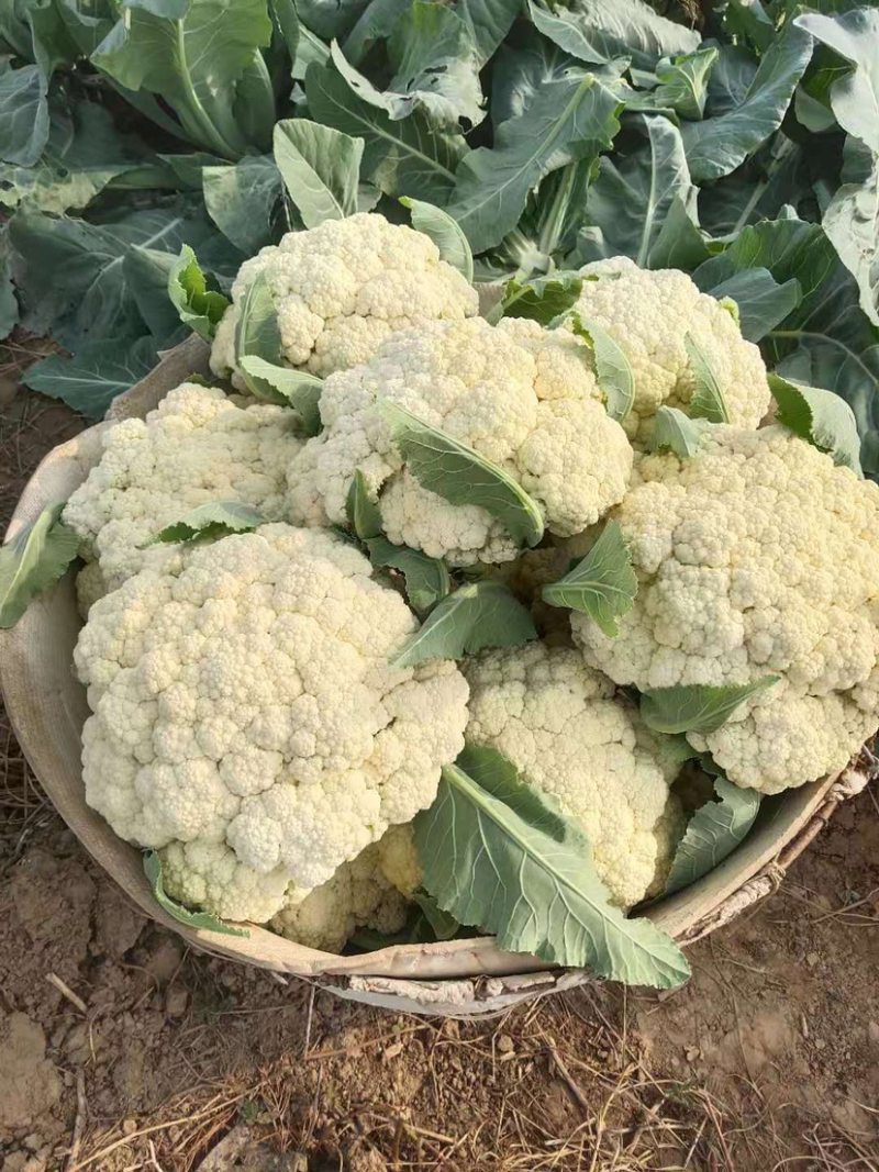 松花菜菜花山东临沂松花菜品质保证对接全国商超市场