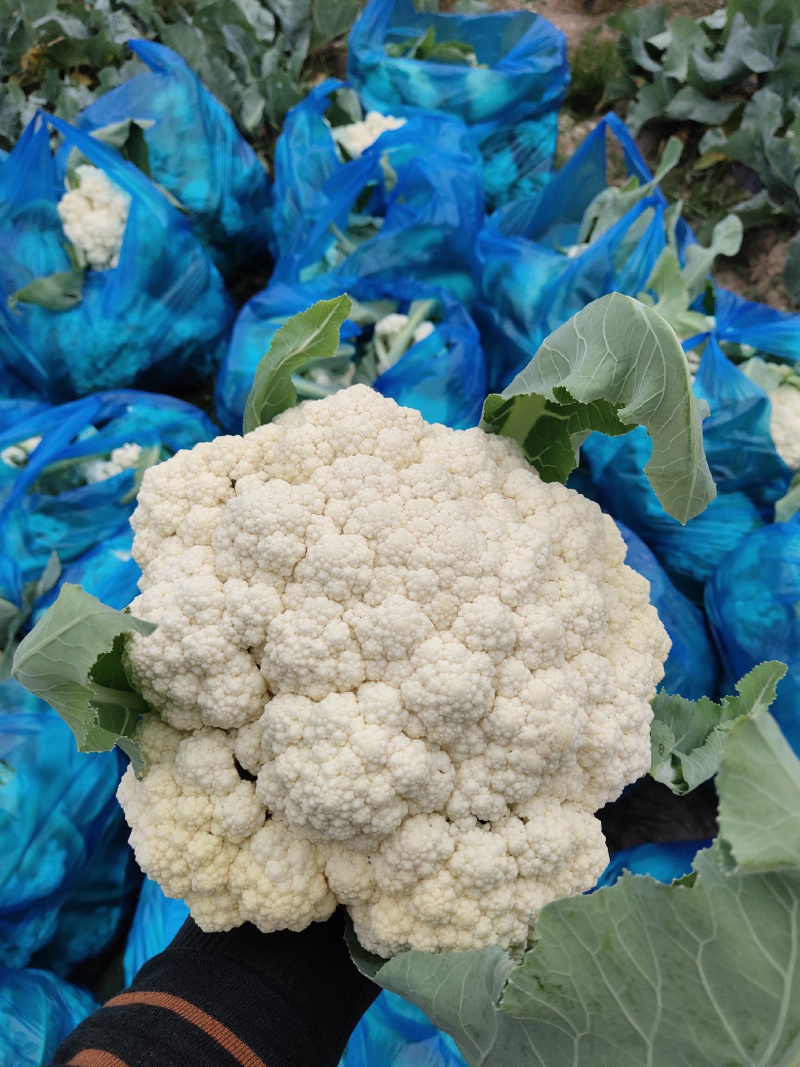 松花菜菜花山东临沂松花菜品质保证对接全国商超市场