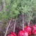 大田柏树品质保证服务周到产地直发