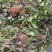 现挖野生猫爪草