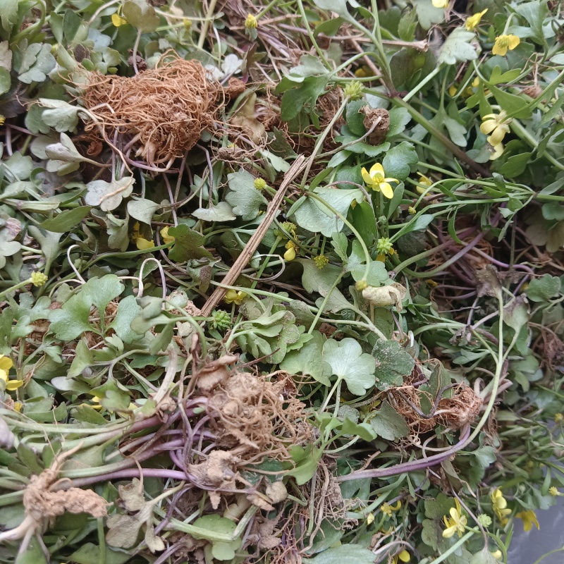 现挖野生猫爪草