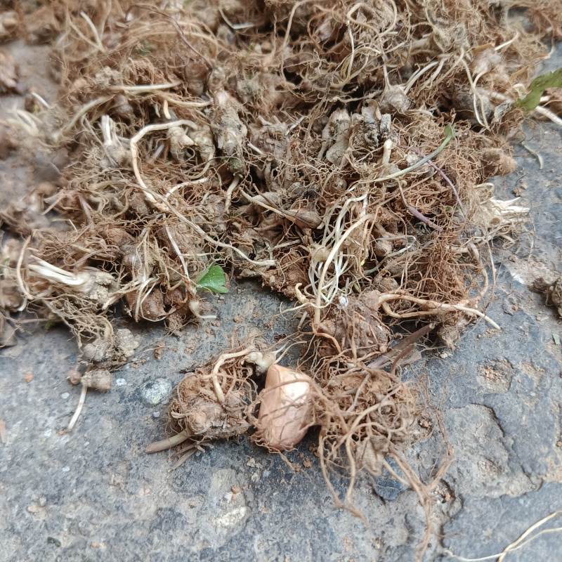 现挖野生猫爪草