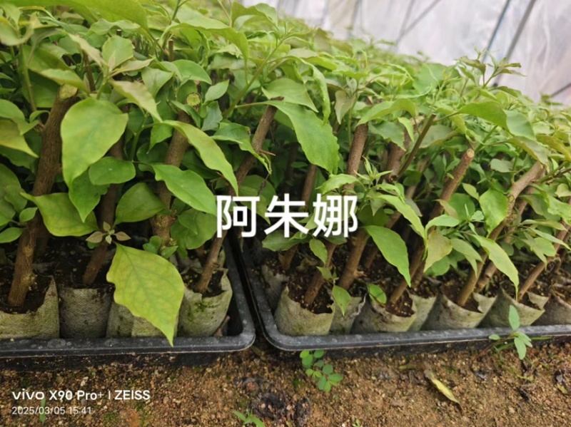 三角梅新品种袋苗，不甜西瓜卡亚塔马斯日落等等