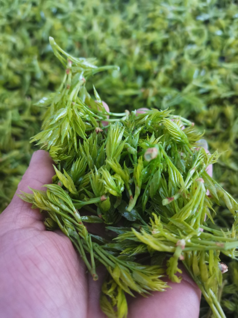 25年藤茶（莓茶）明前芽头，高品质，