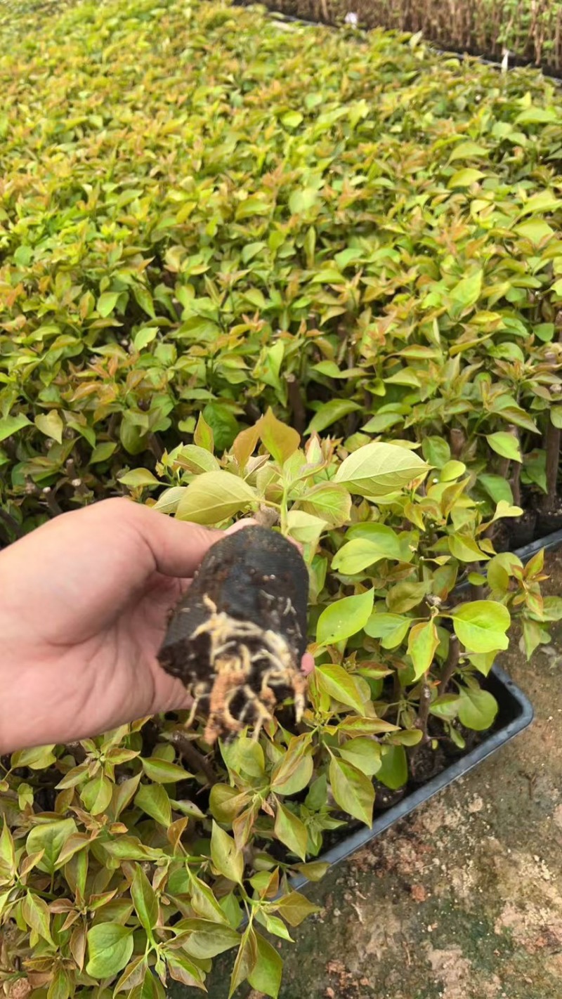 三角梅新品种袋苗，不甜西瓜卡亚塔马斯日落等等