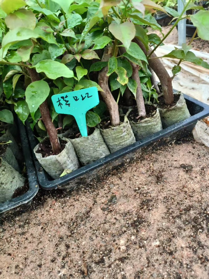 三角梅新品种袋苗，不甜西瓜卡亚塔马斯日落等等