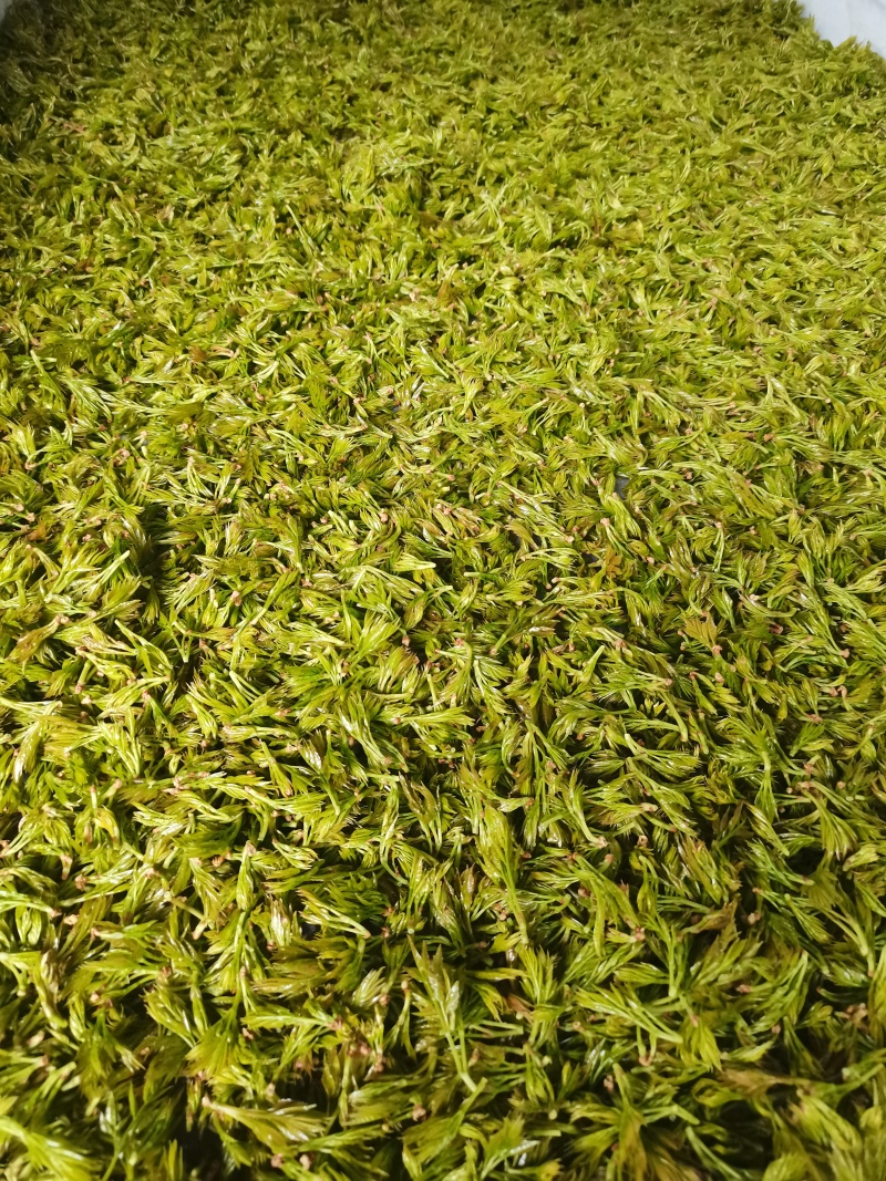 25年藤茶（莓茶）明前芽头，高品质，
