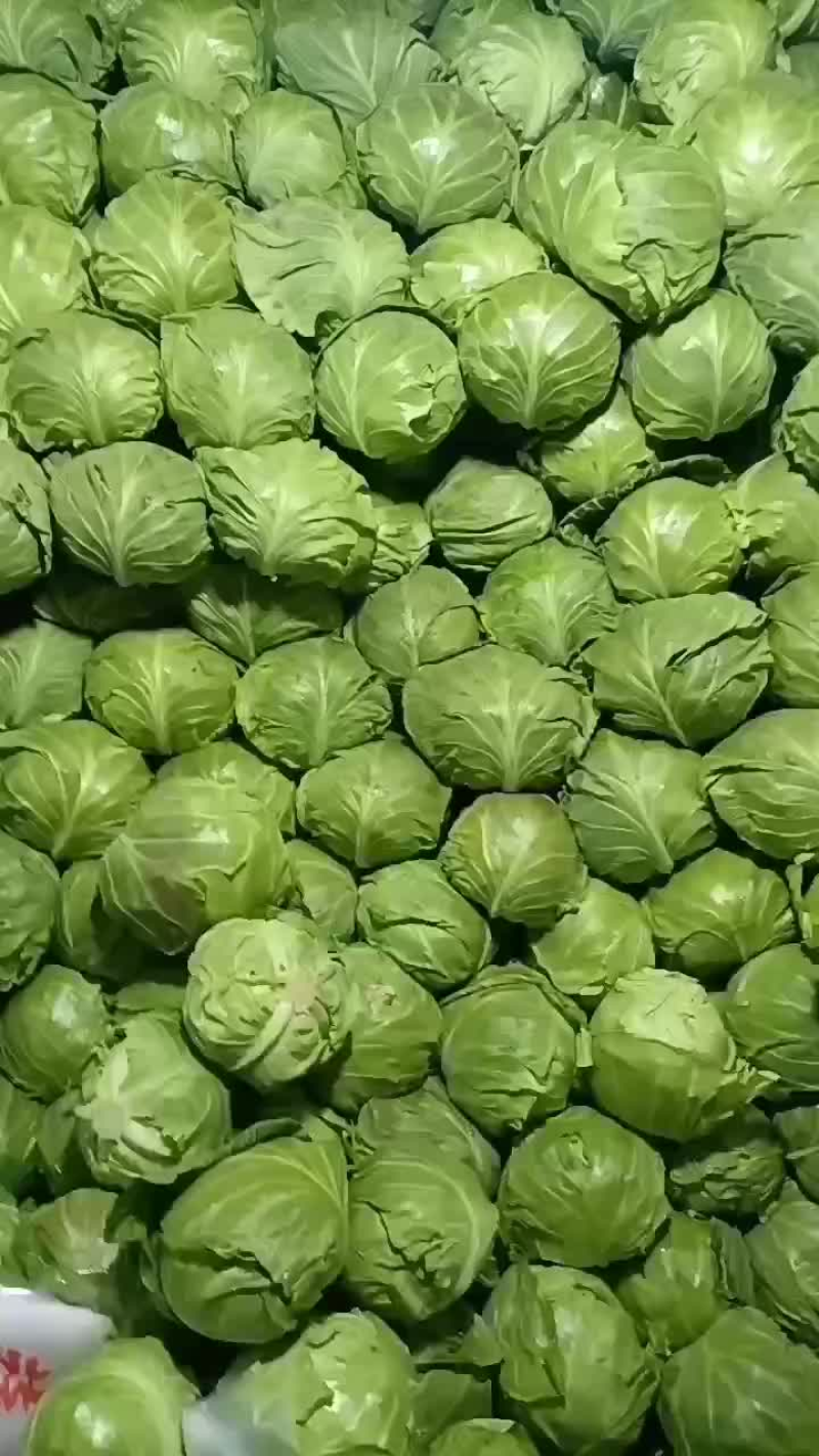 莲花白圆包菜甘蓝商超供货，打包装车发货一条龙服务
