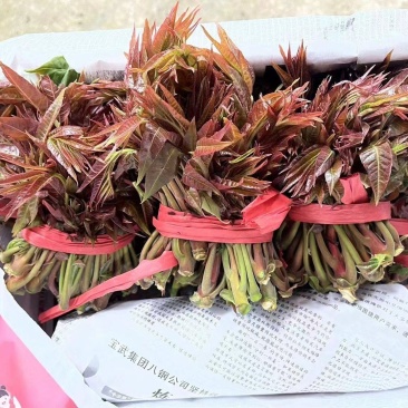 山西香椿芽