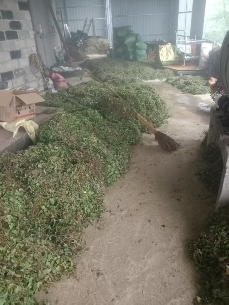 云南新鲜干货草药积雪草马蹄草雷公根，有水洗过的