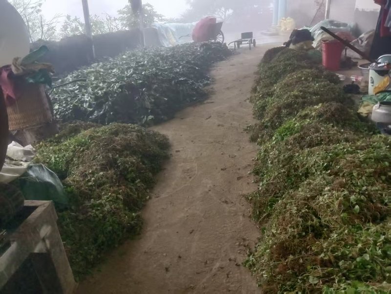云南新鲜干货草药积雪草马蹄草雷公根，有水洗过的