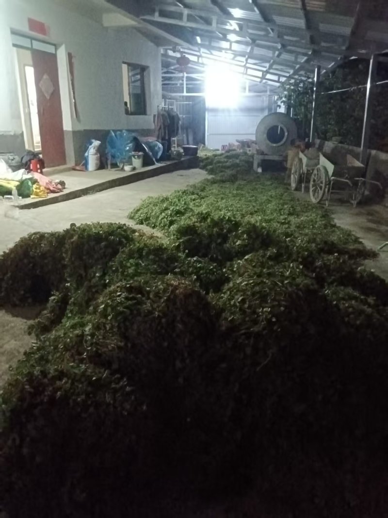 云南新鲜干货草药积雪草马蹄草雷公根，有水洗过的