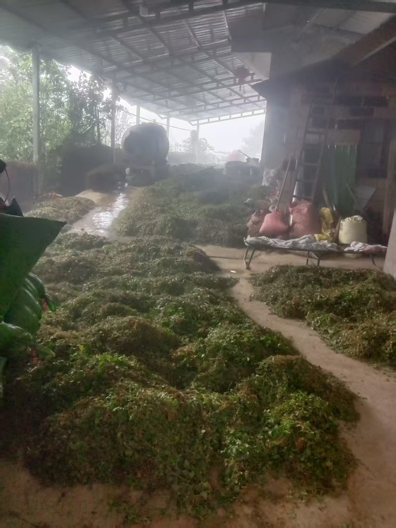 云南新鲜干货草药积雪草马蹄草雷公根，有水洗过的