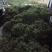 云南新鲜干货草药积雪草马蹄草雷公根，有水洗过的