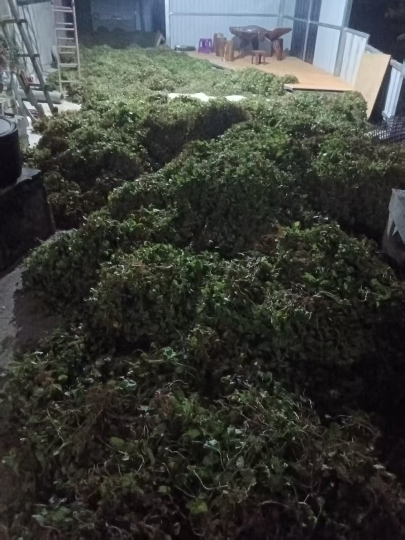云南新鲜干货草药积雪草马蹄草雷公根，有水洗过的