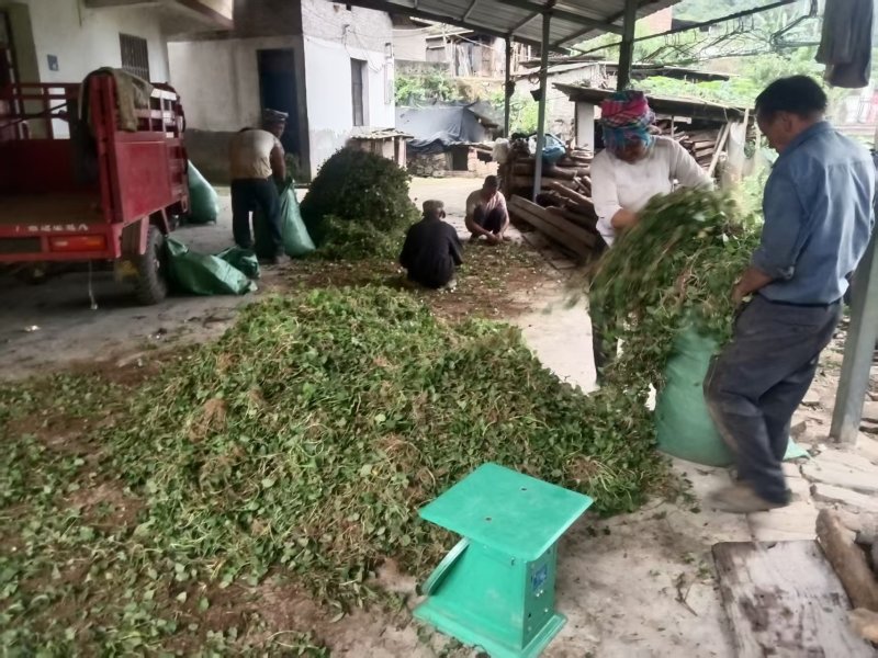 云南新鲜干货草药积雪草马蹄草雷公根，有水洗过的