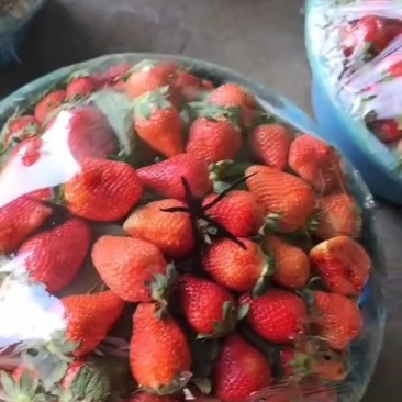 新鲜当季草莓，甜蜜多汁，**特惠！