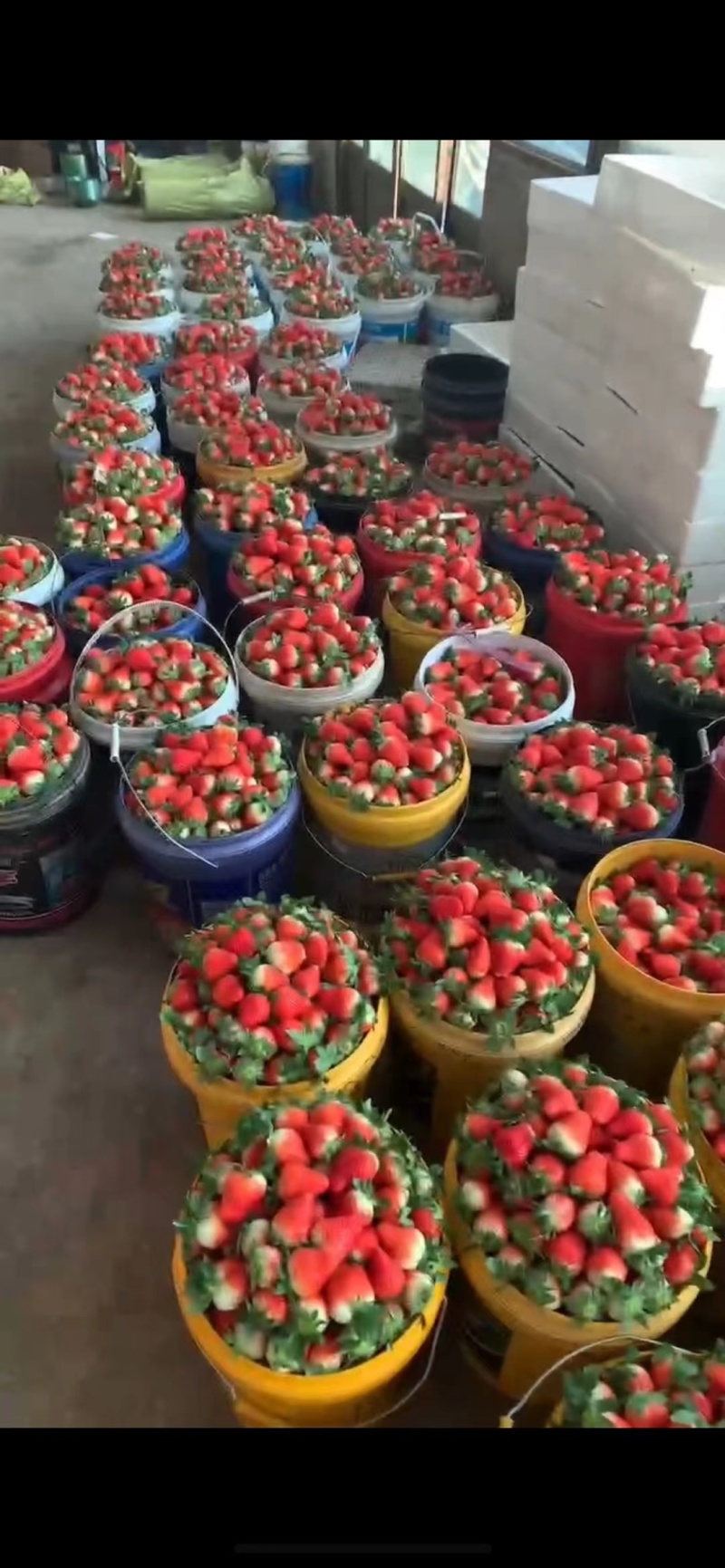 新鲜当季草莓，甜蜜多汁，**特惠！