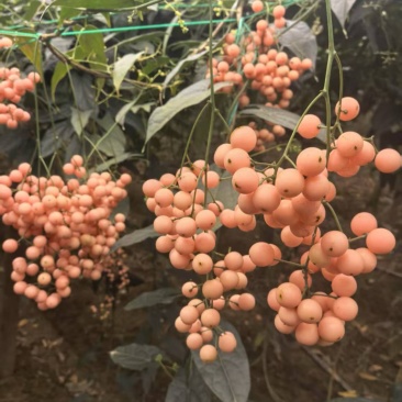 金果榄地苦胆种子