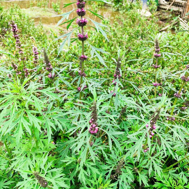 野生光益母草整棵带根