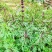 野生光益母草整棵带根