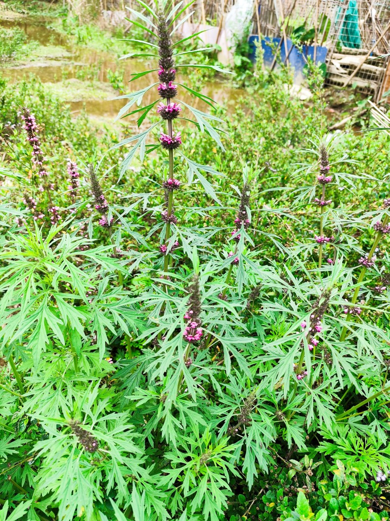 野生光益母草整棵带根