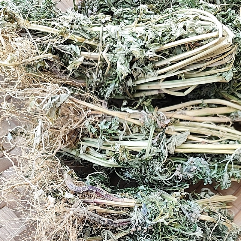 野生光益母草整棵带根