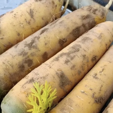 【推荐】陕西黄萝卜黄胡萝卜现货直发量大价优可视频看货