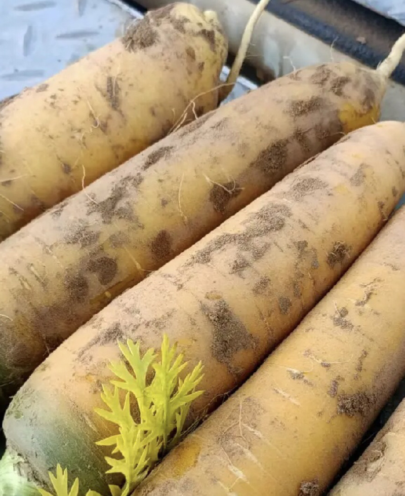 【推荐】陕西黄萝卜黄胡萝卜现货直发量大价优可视频看货