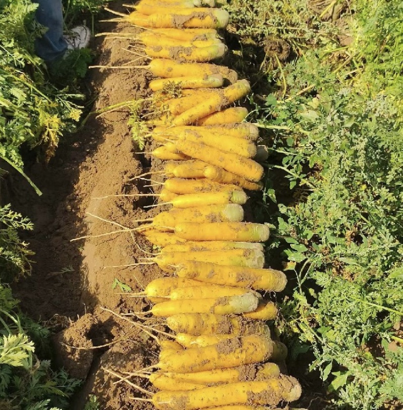 【推荐】陕西黄萝卜黄胡萝卜现货直发量大价优可视频看货