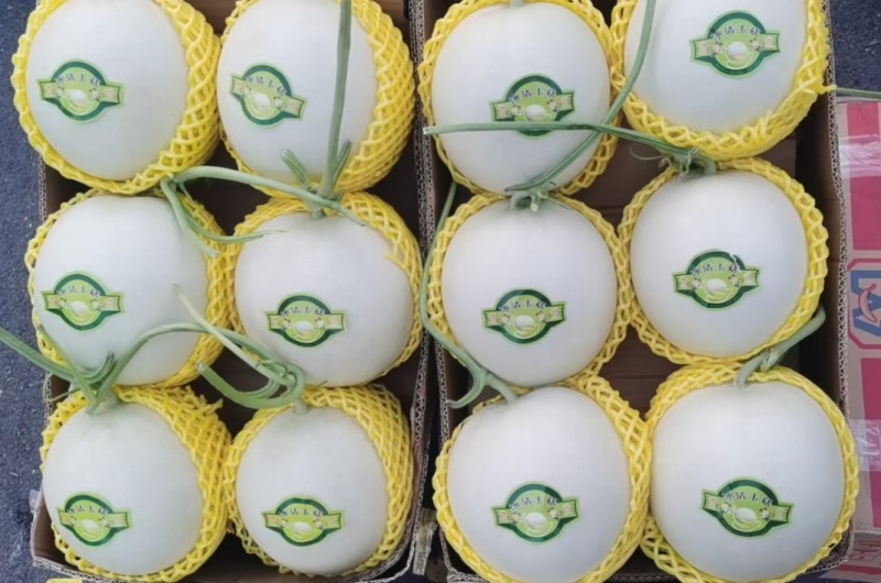 莘县头茬玉菇大量上市，对接商超平台支持一件代发，