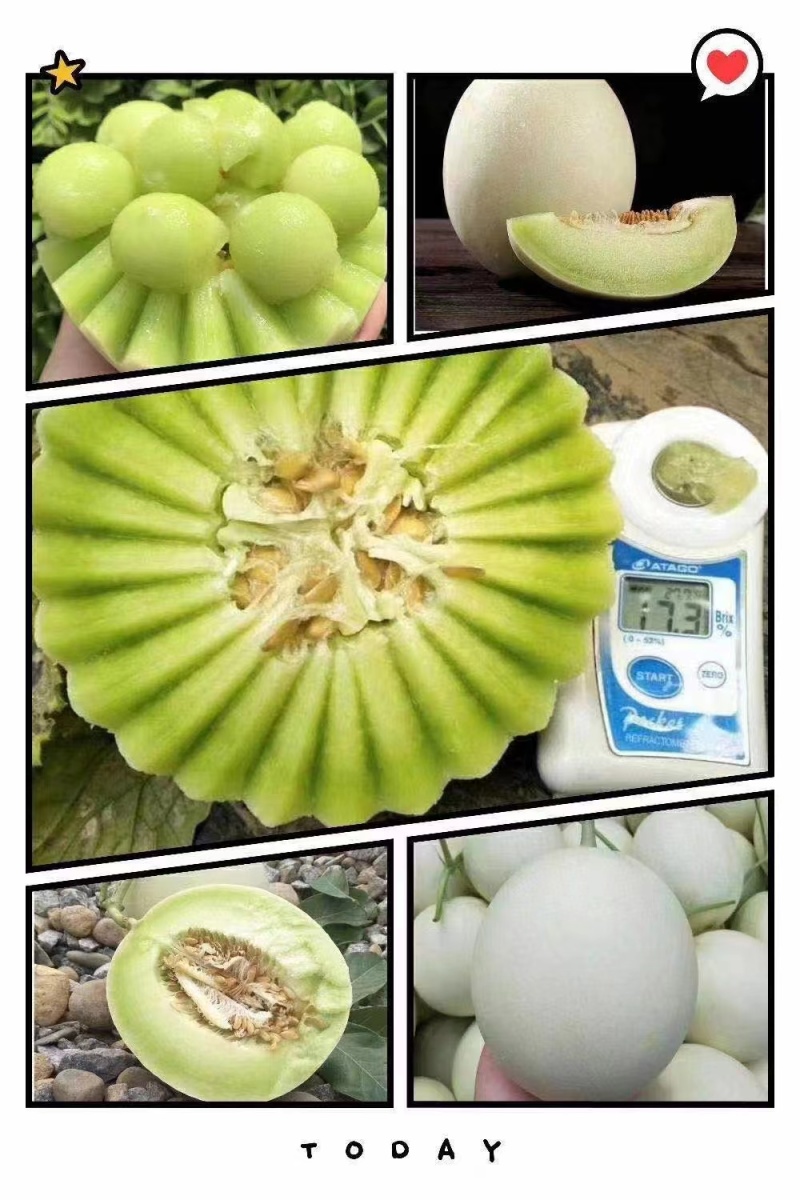 莘县头茬玉菇大量上市，对接商超平台支持一件代发，