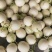 莘县头茬玉菇大量上市,对接商超平台支持一件代发,