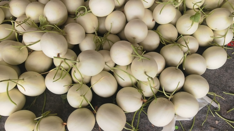 莘县头茬玉菇大量上市，对接商超平台支持一件代发，