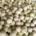 莘县头茬玉菇大量上市,对接商超平台支持一件代发,
