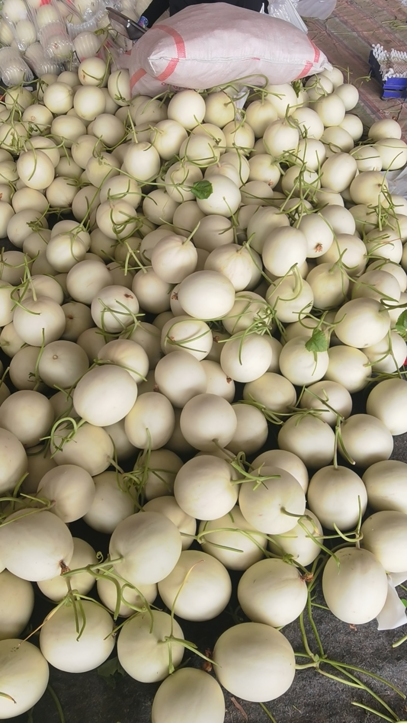 莘县头茬玉菇大量上市，对接商超平台支持一件代发，