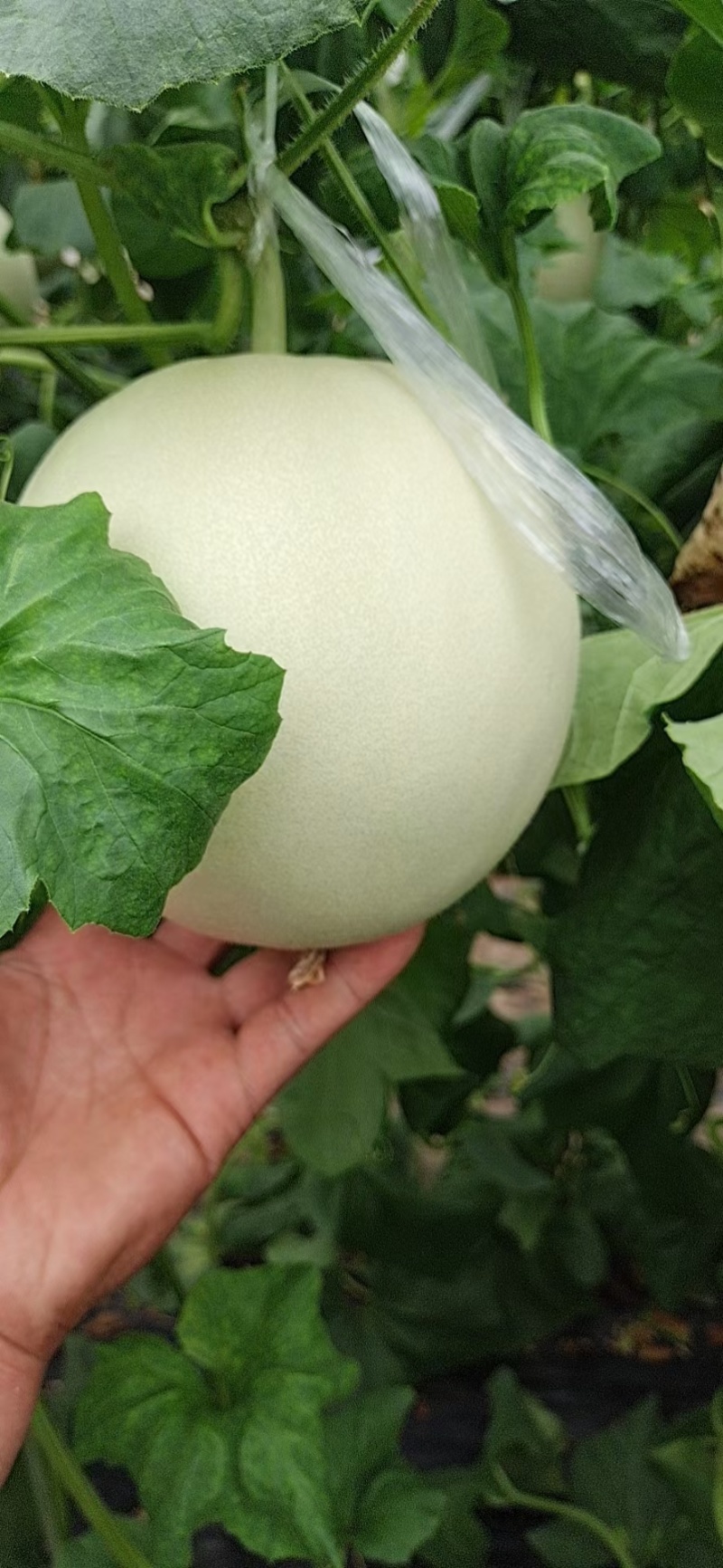 莘县头茬玉菇大量上市，对接商超平台支持一件代发，