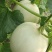 莘县头茬玉菇大量上市,对接商超平台支持一件代发,