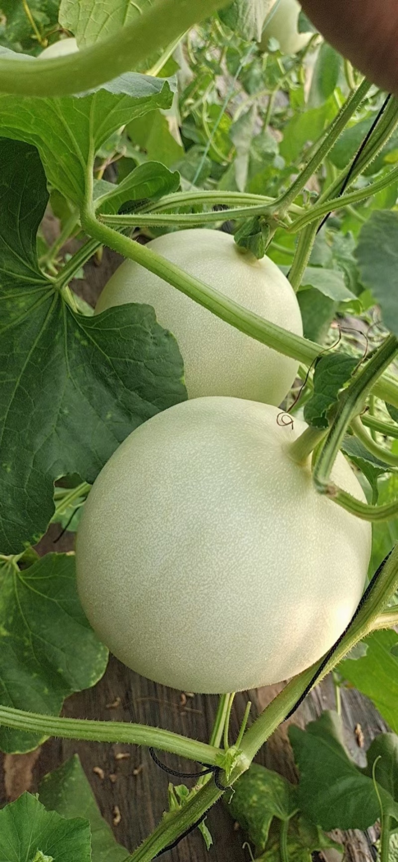 莘县头茬玉菇大量上市，对接商超平台支持一件代发，